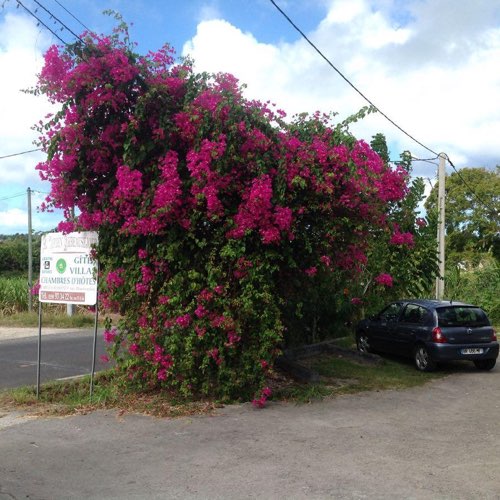 MarieGalante.info - Au Jardin Debeauséjour