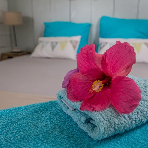 MarieGalante.info - Les Hibiscus à Marie Galante