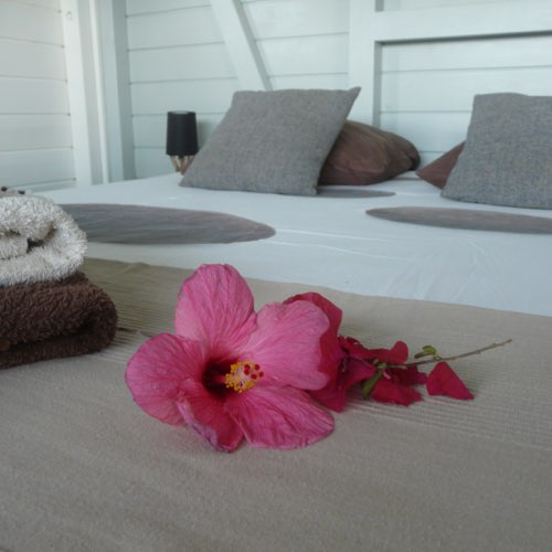 MarieGalante.info - Les Hibiscus à Marie Galante