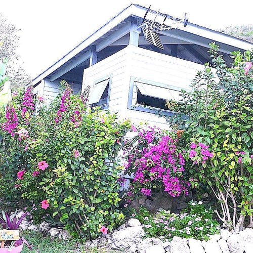 MarieGalante.info - Les Hibiscus à Marie Galante