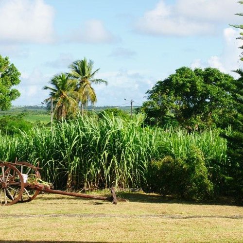 MarieGalante.info - Au Jardin Debeauséjour
